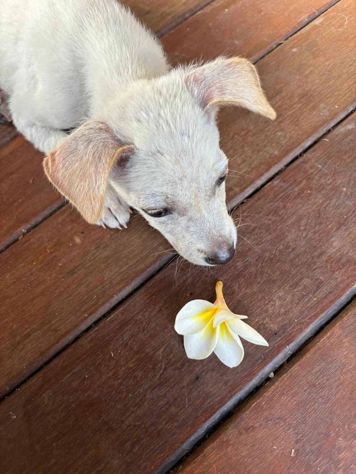 Rumah Kita Ecolodge ウブド エクステリア 写真