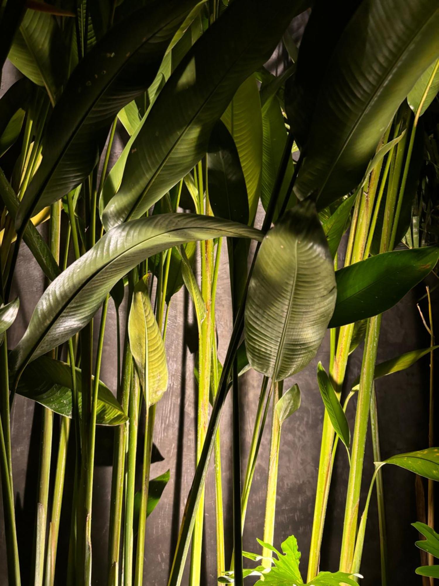Rumah Kita Ecolodge ウブド エクステリア 写真